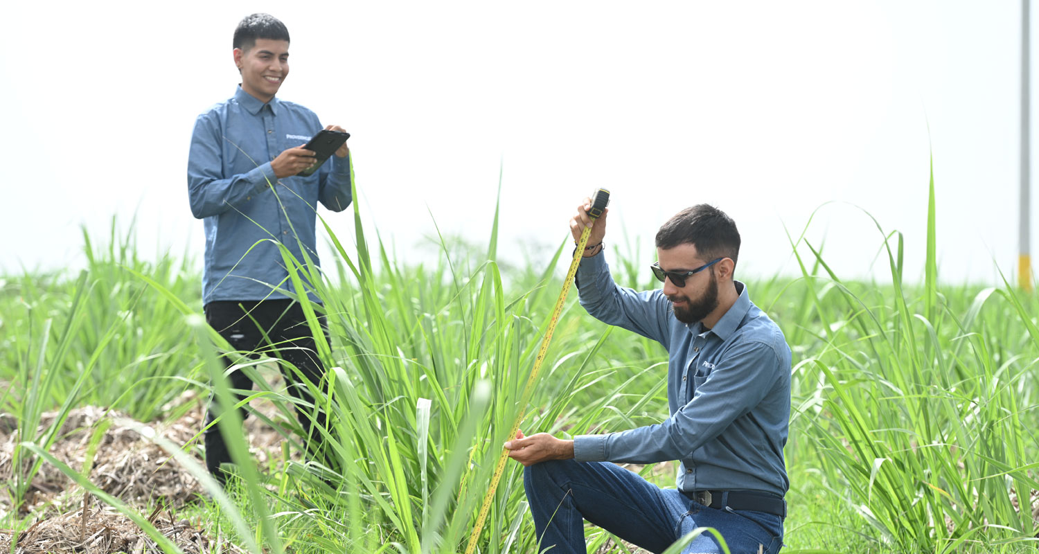 Proveedores de Caña